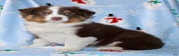 Australian Shepherd dogs for sale: Dakota - Ad 4
