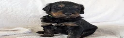 Mixed Breed dogs for sale: Jean Luc - Ad 10
