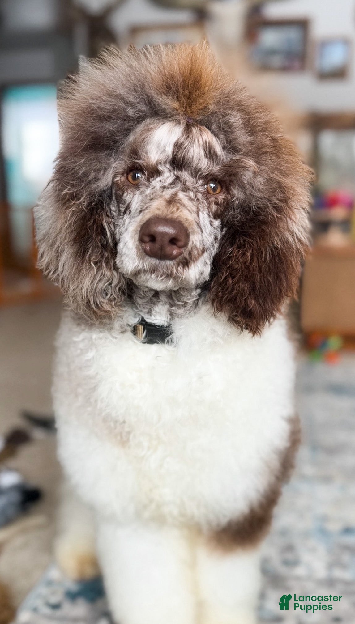 Standard Poodle dogs Whiskey AKC - Ad 30