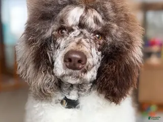 Standard Poodle dogs Whiskey AKC - Ad 30