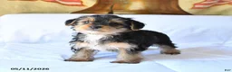 Yorkshire Terrier dogs for sale: Duke - Ad 1