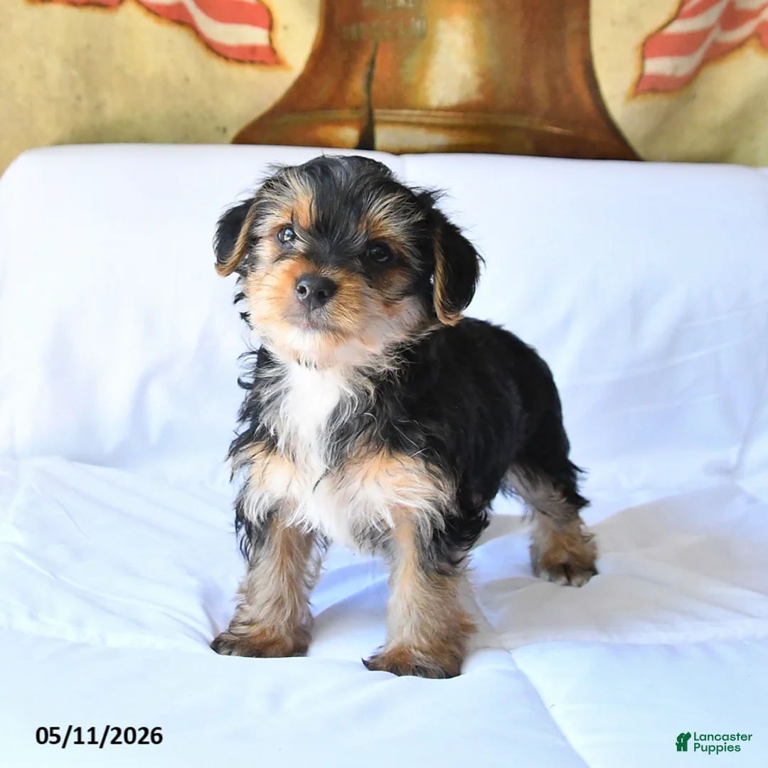 Yorkshire Terrier dogs for sale: Duke - Ad 1