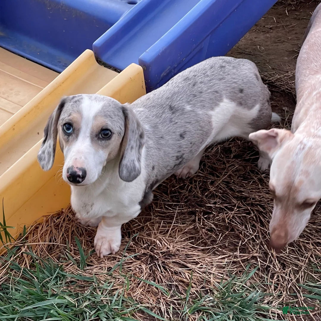 Miniature Dachshund dogs for sale: Tubbs - Ad 4