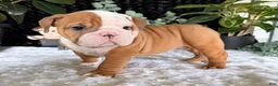 English Bulldog dogs for sale: Mikey - Ad 8