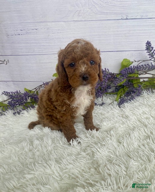 Miniature Poodle dogs Tanner - Ad 2