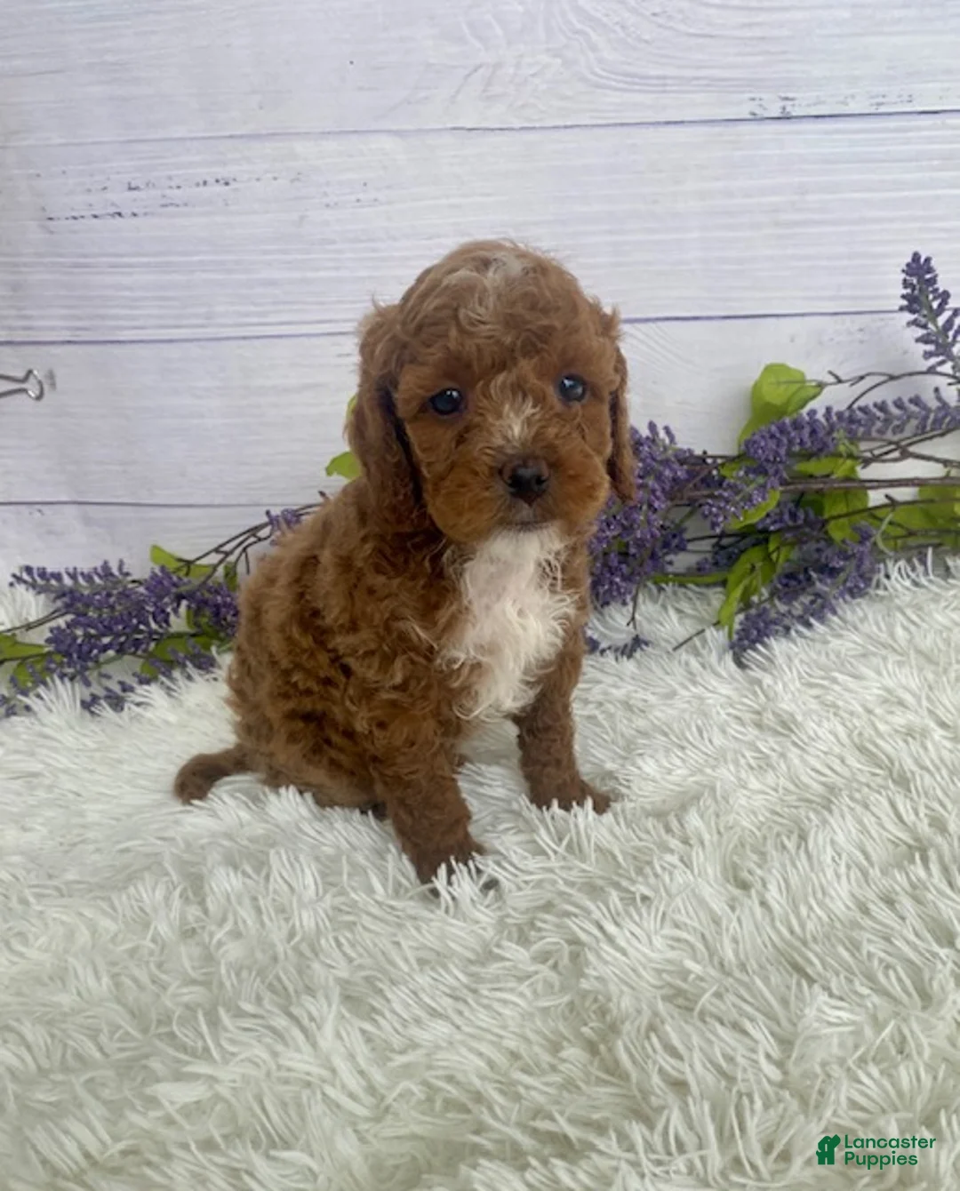 Miniature Poodle dogs for sale: Tanner - Ad 2