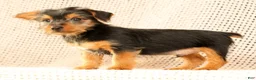 Yorkshire Terrier dogs for sale: Andrew - Ad 8