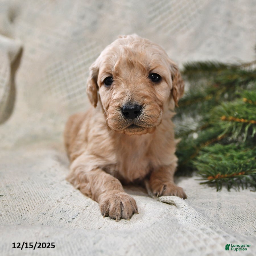 Goldendoodle dogs Holly - Ad 23