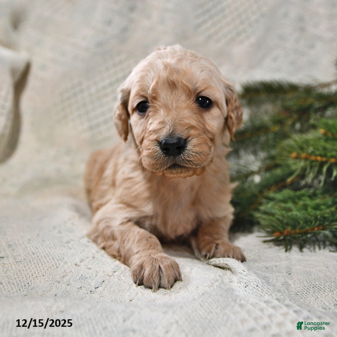 Goldendoodle dogs for sale: Holly - Ad 1