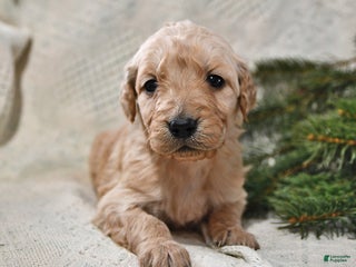 Goldendoodle dogs Holly - Ad 30