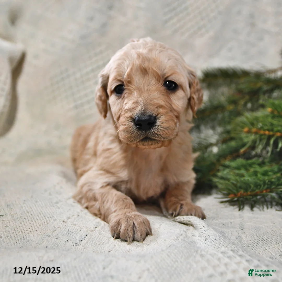 Goldendoodle dogs for sale: Holly - Ad 12