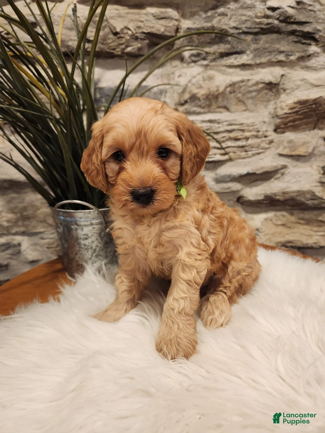 Mini Goldendoodle dogs for sale: BARKLEY - Mini Goldendoodle Puppy 1 - Ad 2