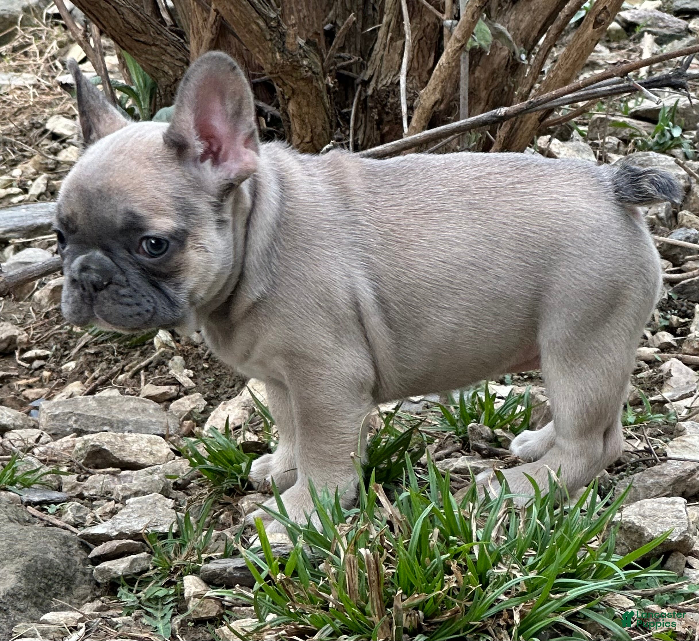 French Bulldog dogs French Bulldog Puppy 4 - Ad 1