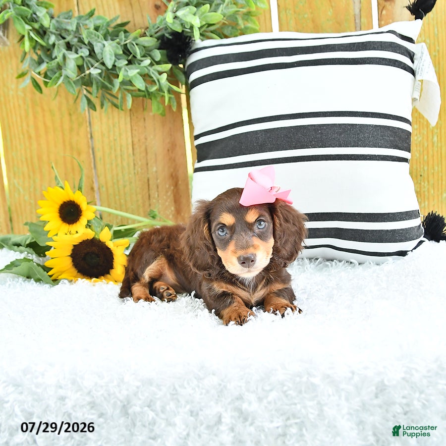 Miniature Dachshund dogs Carmi - Ad 1