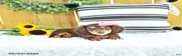 Miniature Dachshund dogs for sale: Carmi - Ad 1