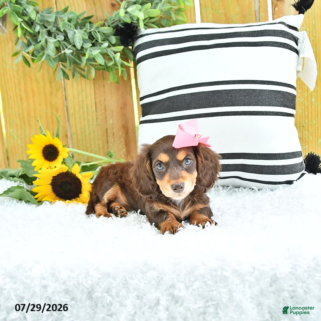 Miniature Dachshund dogs for sale: Carmi - Ad 1