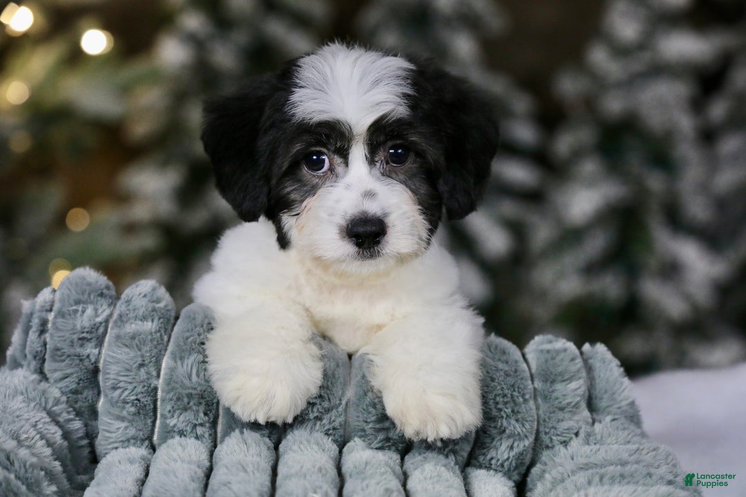 Teddy Bear dogs for sale: Elfie - Ad 8