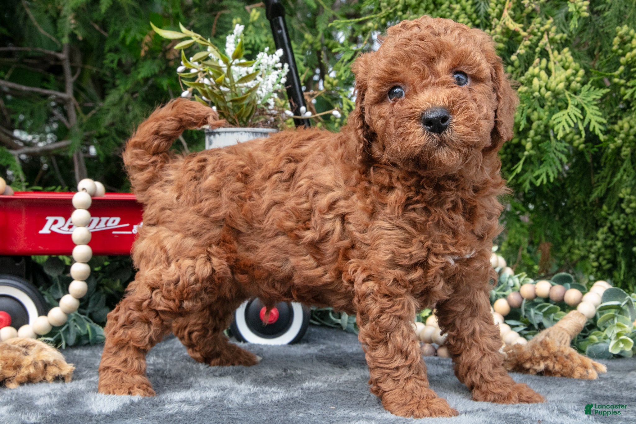 Cavapoo dogs Somber - Ad 1