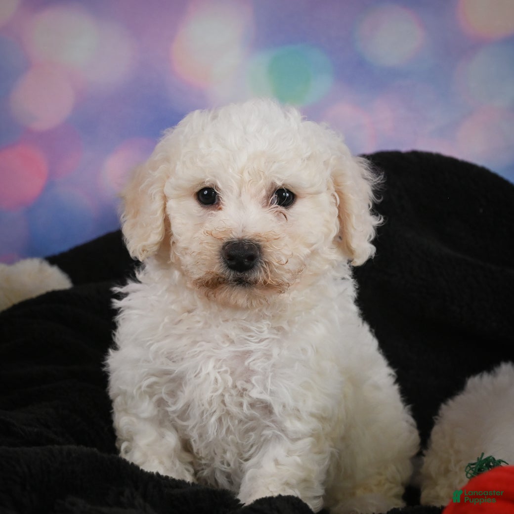 Bichon Frise dogs Jimmy - Ad 2