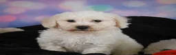 Bichon Frise dogs for sale: Jimmy - Ad 2