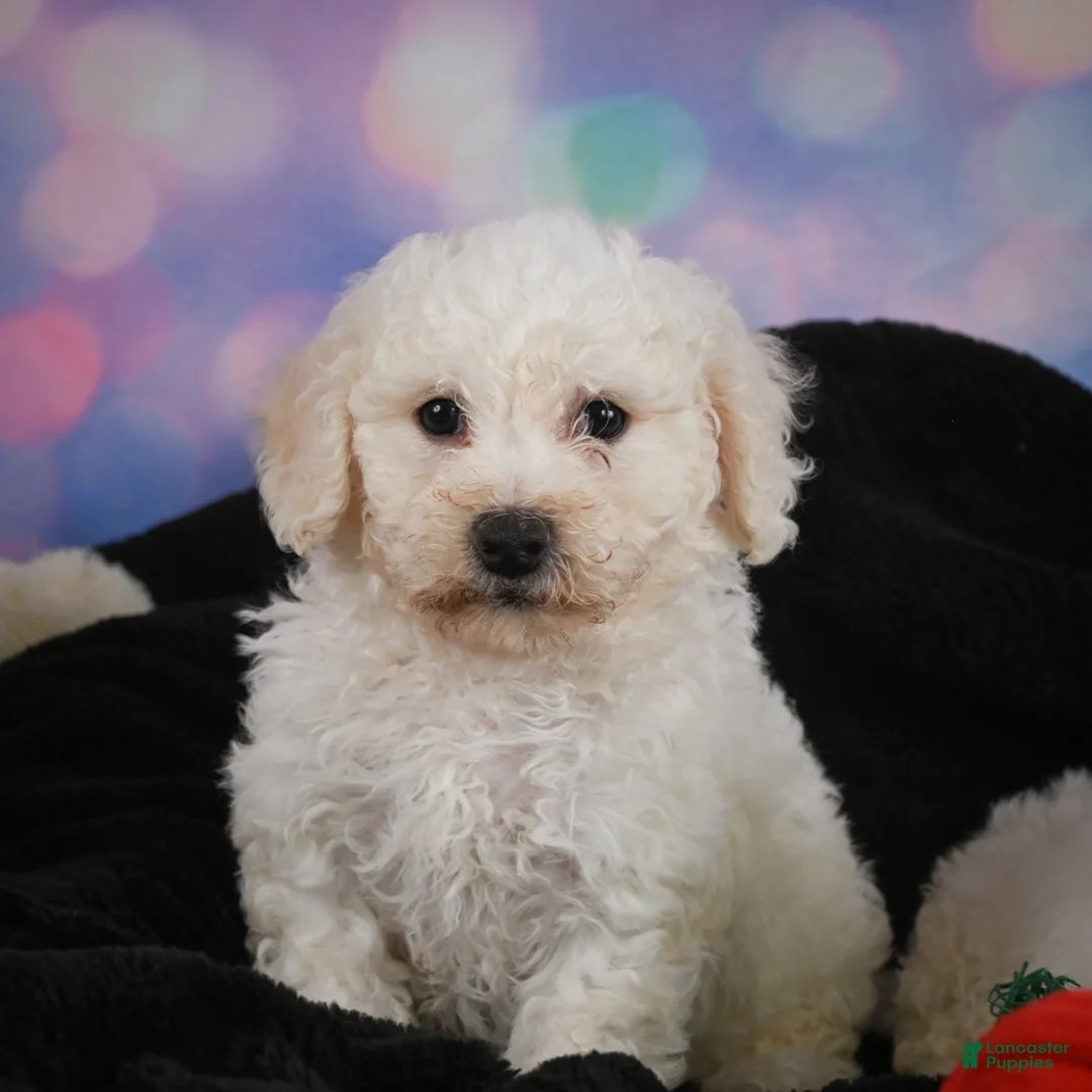 Bichon Frise dogs for sale: Jimmy - Ad 2
