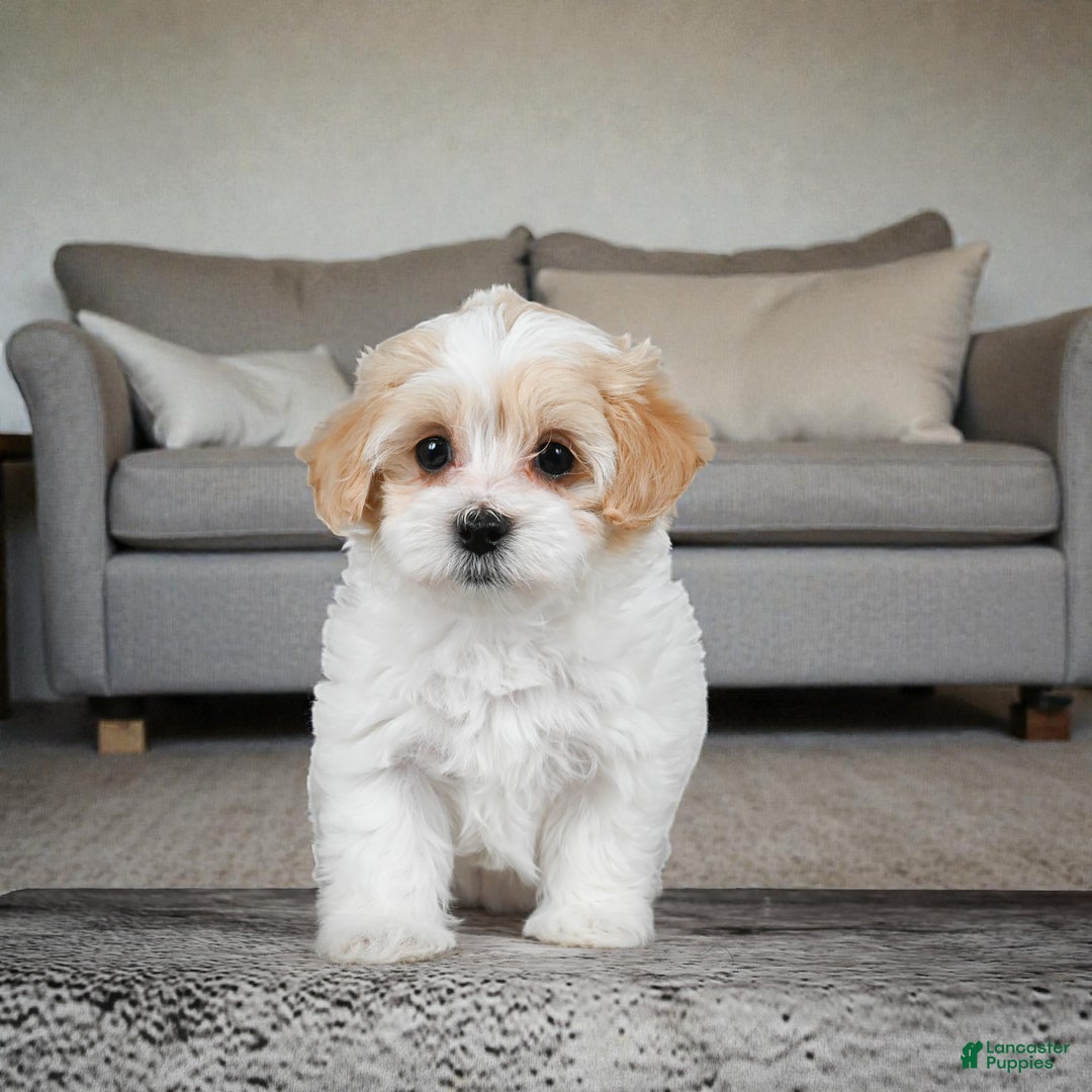 Maltipoo dogs for sale: Daisy - Ad 5