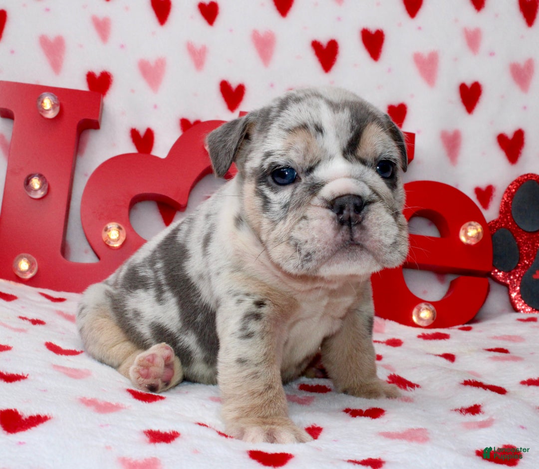 English Bulldog dogs for sale: Blueberry  - Ad 4