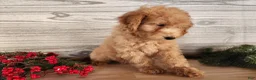 Mini Goldendoodle dogs for sale: Indy - Ad 8