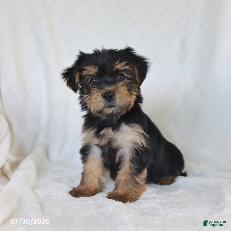 Yorkshire Terrier dogs Sunny  - Ad 1