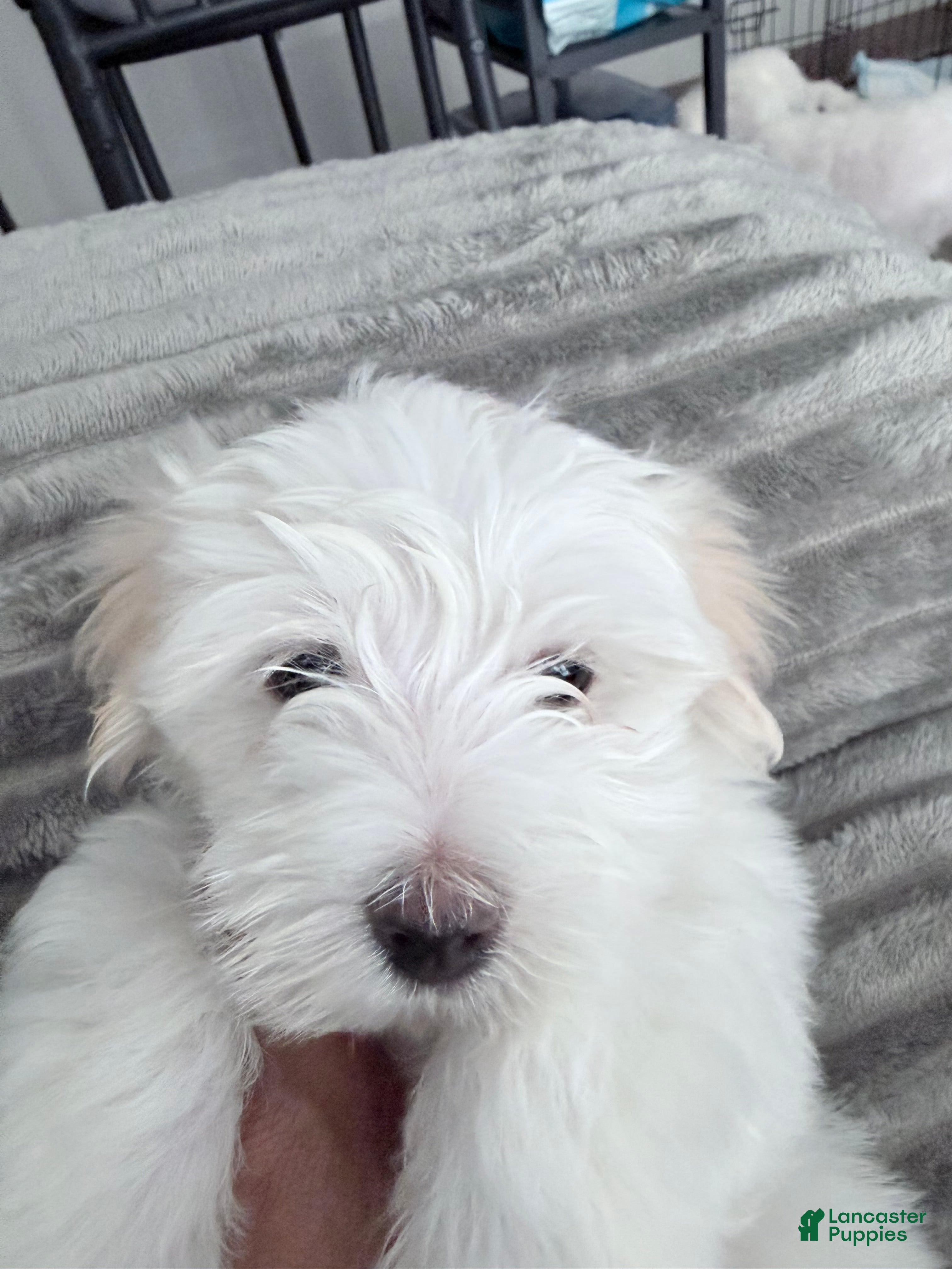 Maltese dogs for sale: Maltese 1 - Ad 2