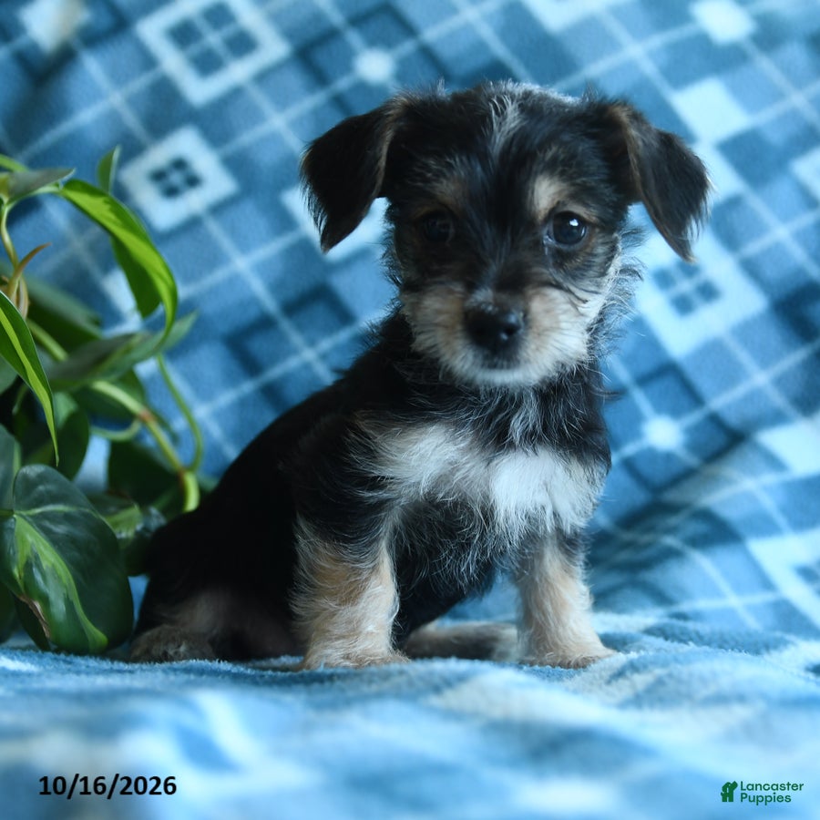 Mixed Breed dogs Dolly - Ad 2
