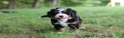 Mini Bernedoodle dogs for sale: Charlie - Ad 6