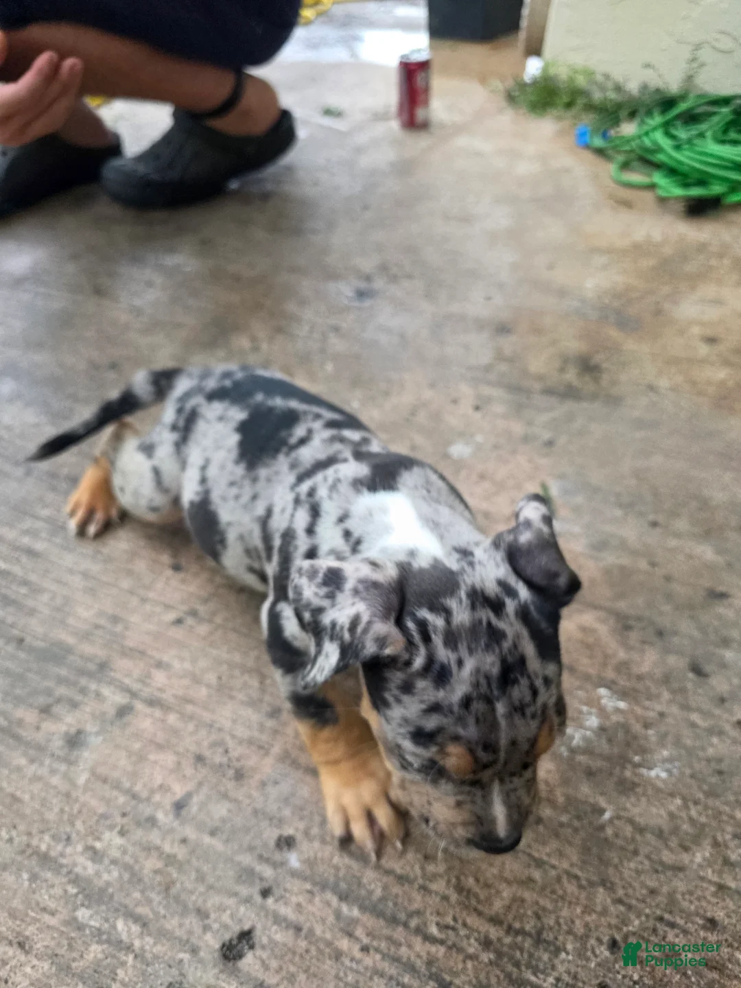 American Bully dogs for sale: American Bully 9 - Ad 2