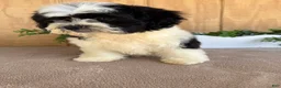 Teddy Bear dogs for sale: Lucas - Ad 4