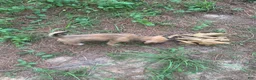 Chiweenie dogs for sale: Chiweenie 1 - Ad 2