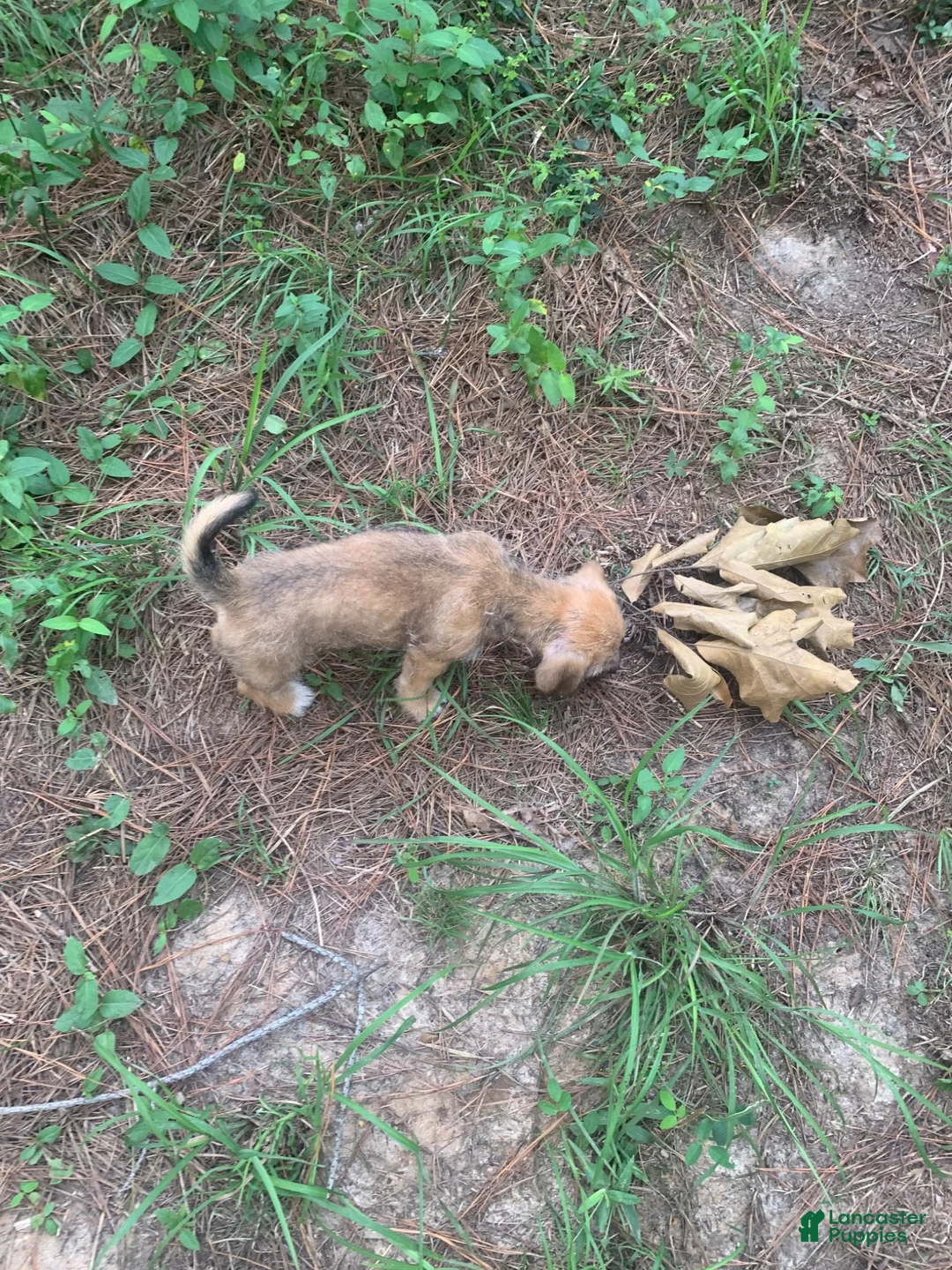 Chiweenie dogs for sale: Chiweenie 1 - Ad 2