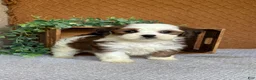 Havanese dogs for sale: Ashley  - Ad 4