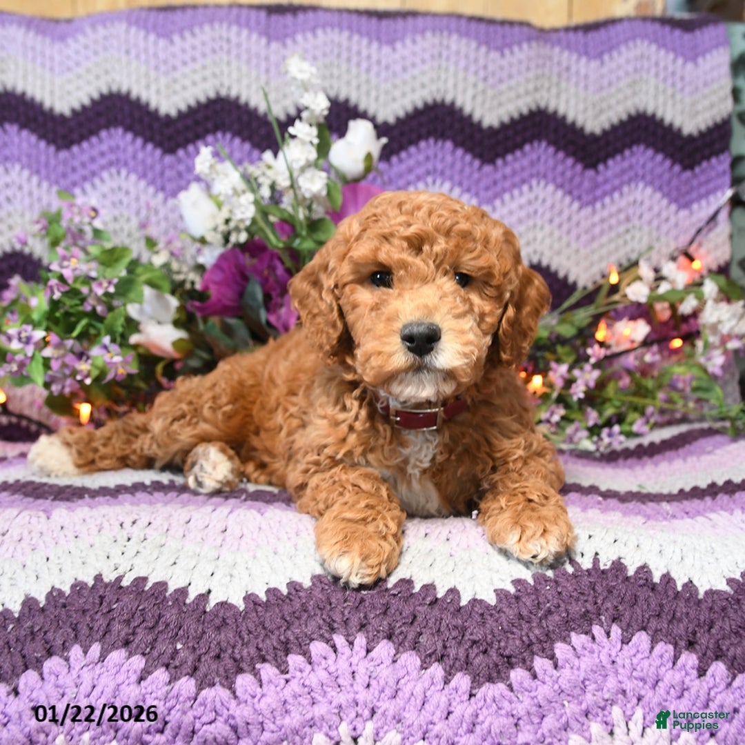 Mini Goldendoodle dogs for sale: Jinda - Ad 4