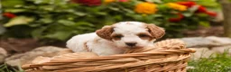 Miniature Poodle dogs for sale: Zephyr - Ad 3