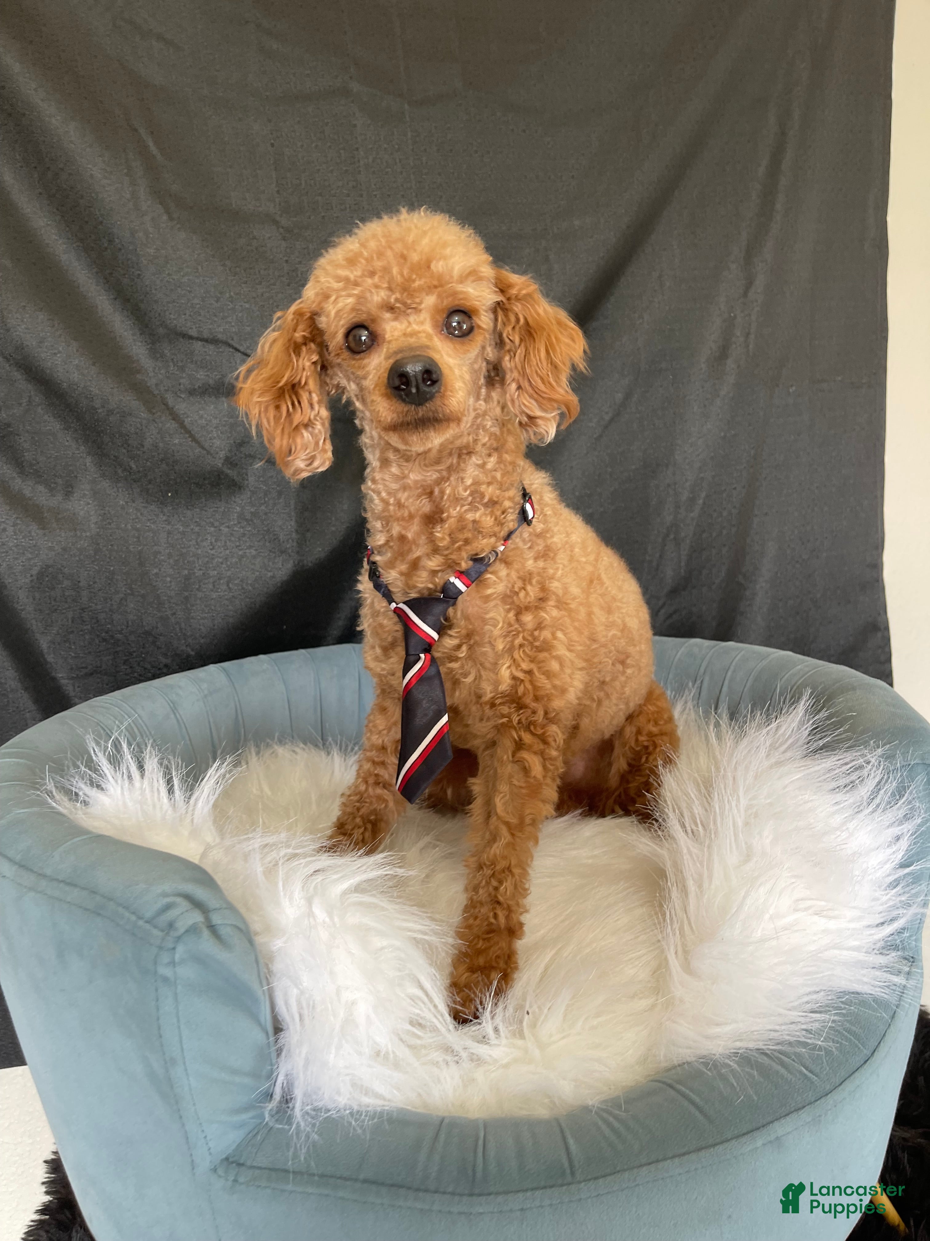 Miniature Poodle dogs Akc Clear 🧬 including IVDD Proven Red Boy - Ad 2