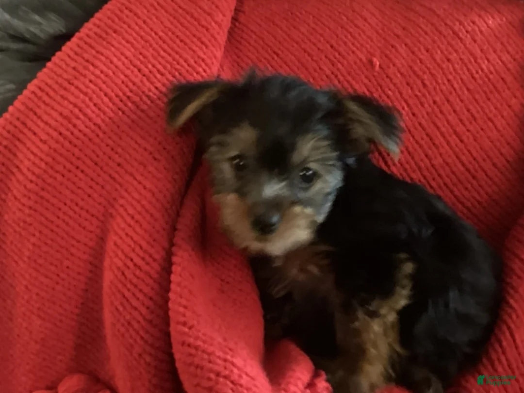 Yorkshire Terrier dogs for sale: Yorkshire Terrier blue - Ad 4