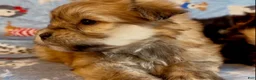 Shorkie dogs for sale: Shorkie 2 - Ad 13