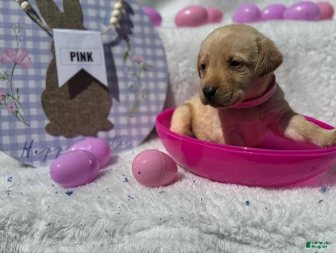 Labrador Retriever dogs for sale: Pink Collar Female - Ad 1