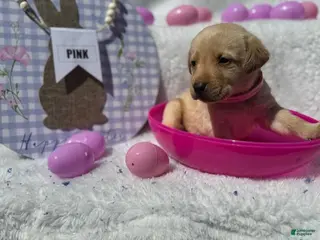 Labrador Retriever dogs Pink Collar Female - Ad 34