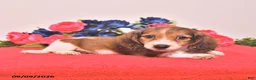 Miniature Dachshund dogs for sale: Watson - Ad 5