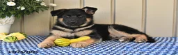 German Shepherd dogs for sale: Marla - Ad 1