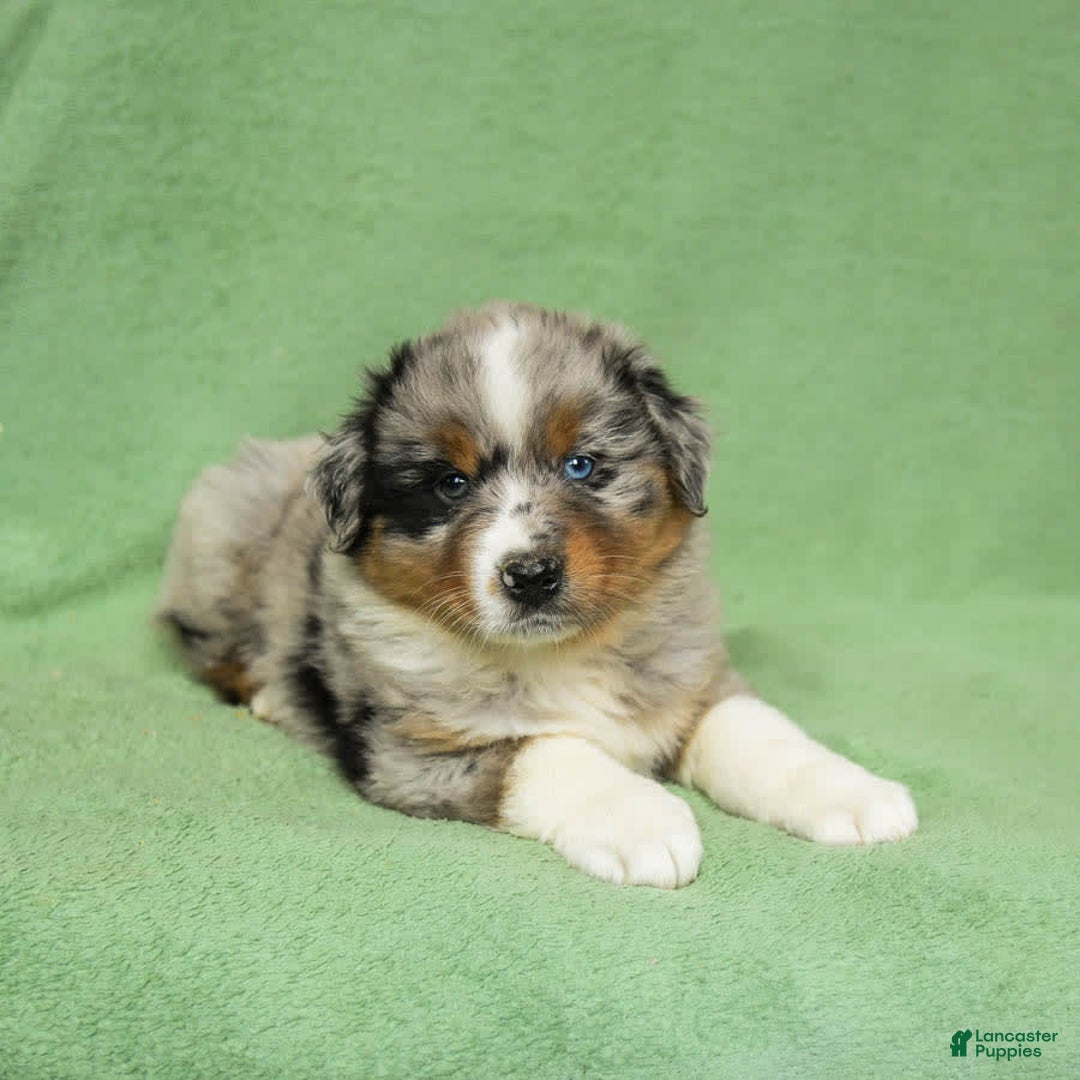 Gallery Image {{count}}