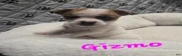 Jack Russell Terrier dogs for sale: Jack Russell Terrier Puppy 5 - Ad 2