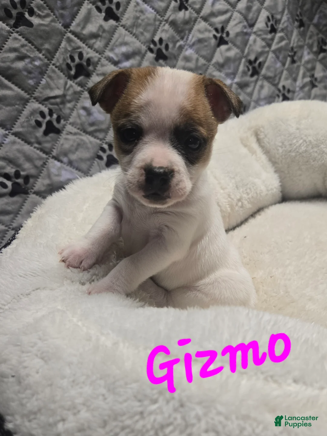 Jack Russell Terrier dogs for sale: Jack Russell Terrier Puppy 5 - Ad 2