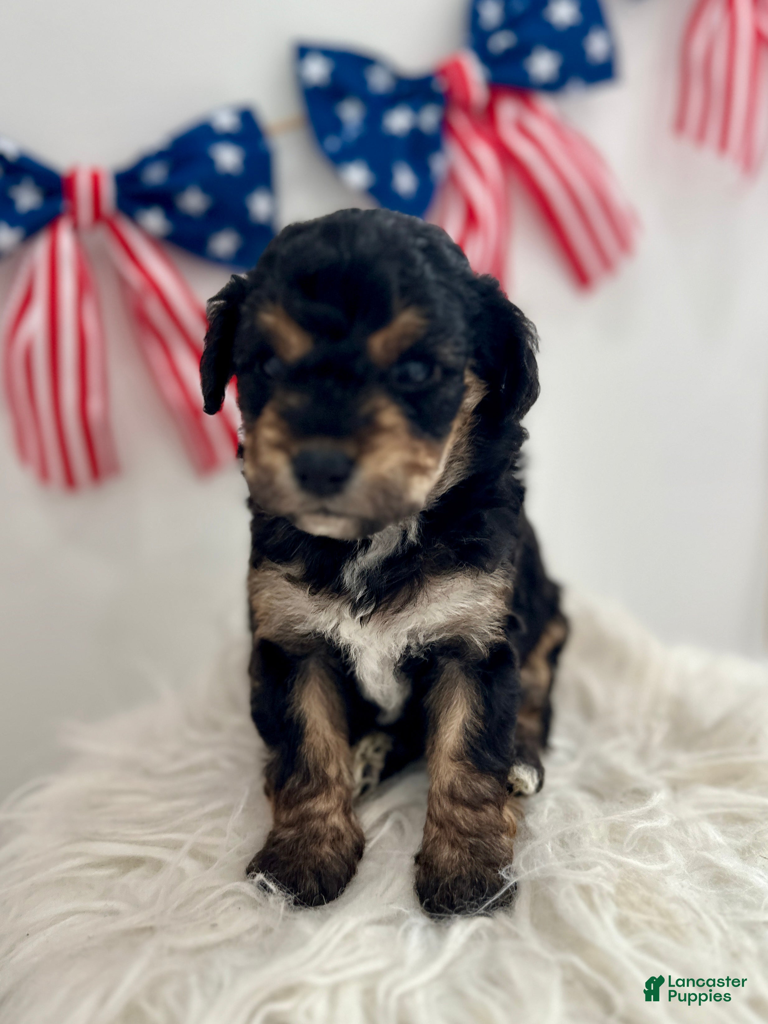 Mini Aussiedoodle dogs Mini Aussiedoodle Puppy 7 - Ad 1